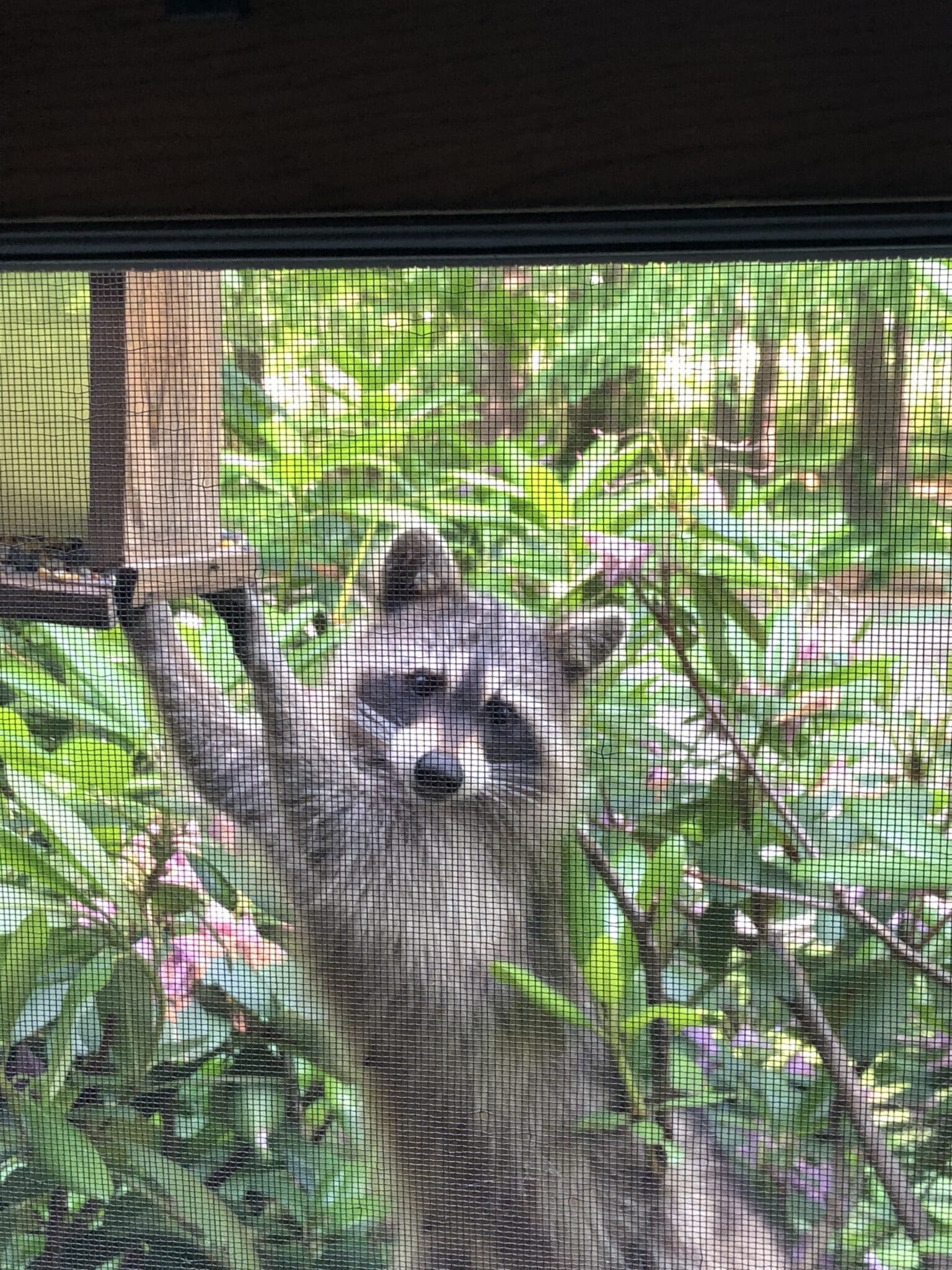 A young raccoon visiting the birdfeeder outside the dining room window.
