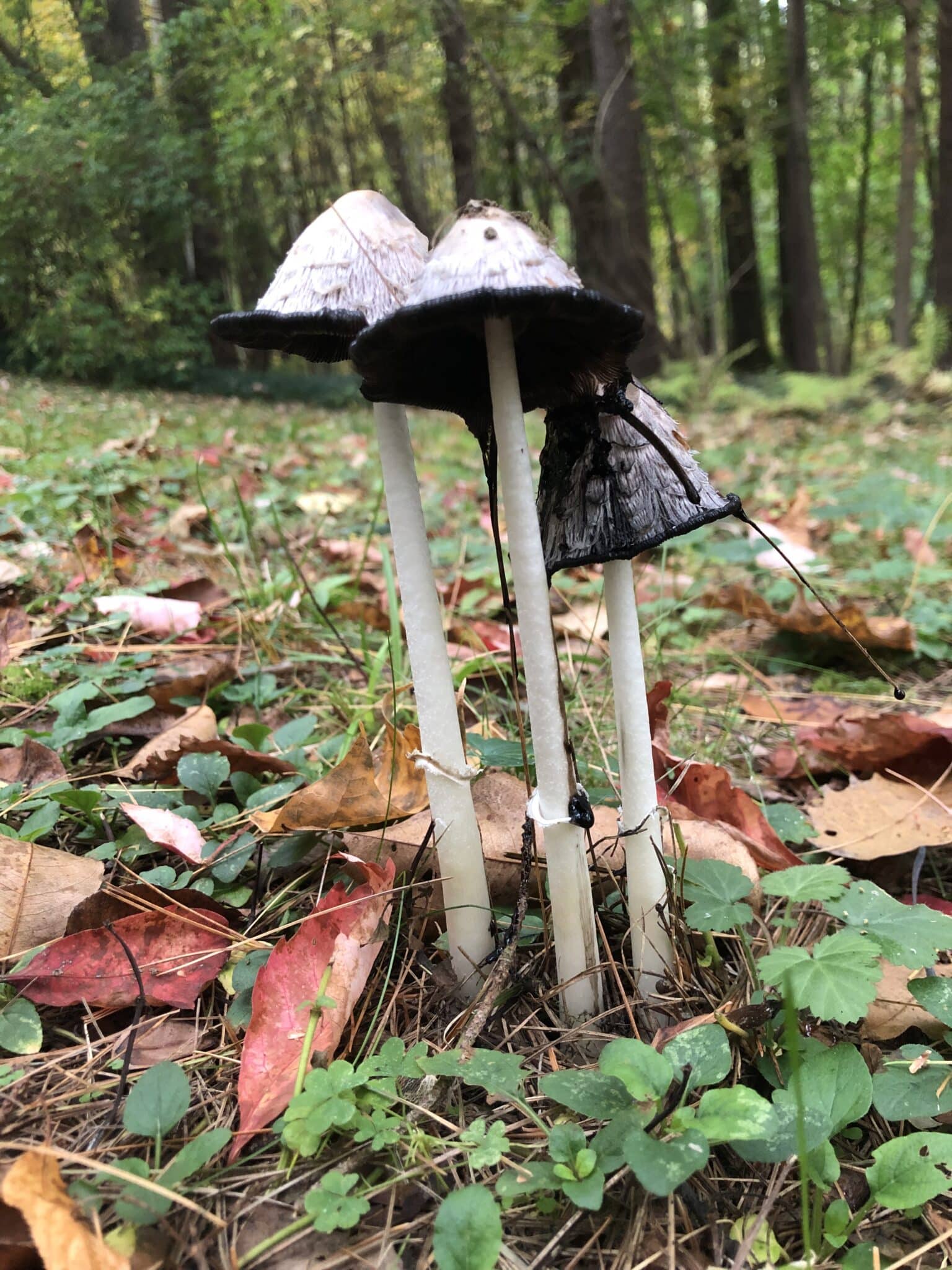 After a long rain the mushrooms come up out of the green turf. These 3 are gray and black and 6" tall.