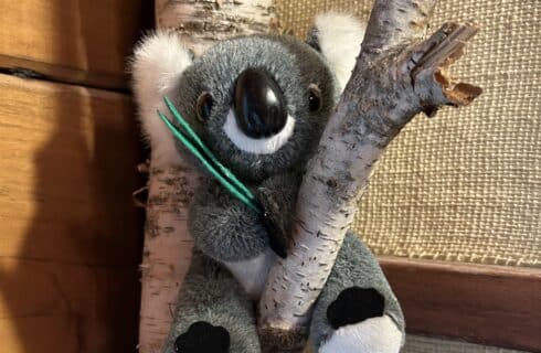 The Taconic Room has many fun things to see such as this Australian Kuala bear in a tree.