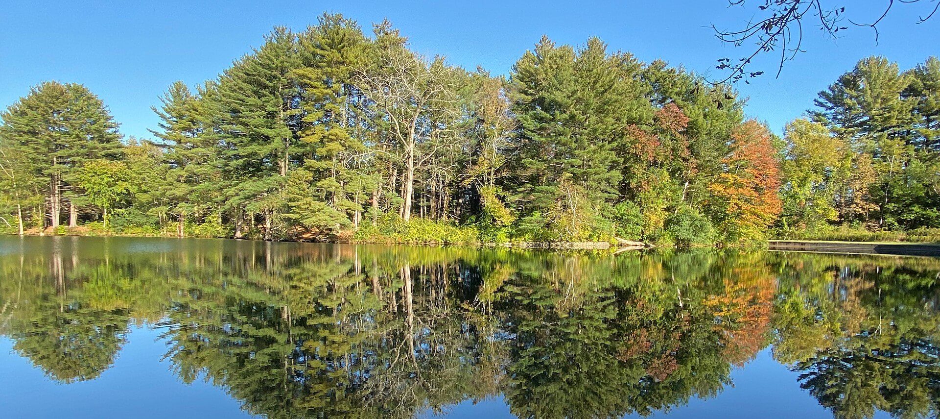 Row of green trees reflecting on a small lake as smooth as glass with blue skies above