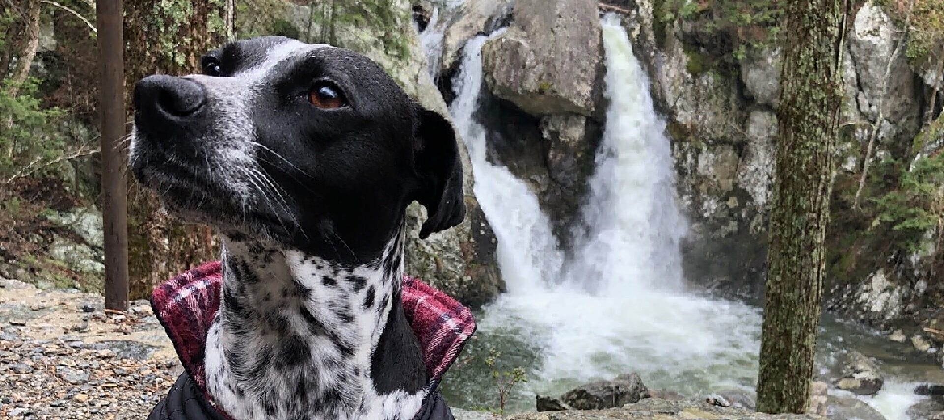 Black and white dog with red plaid jacket sitting among trees in front of waterfall cascading into pool of water