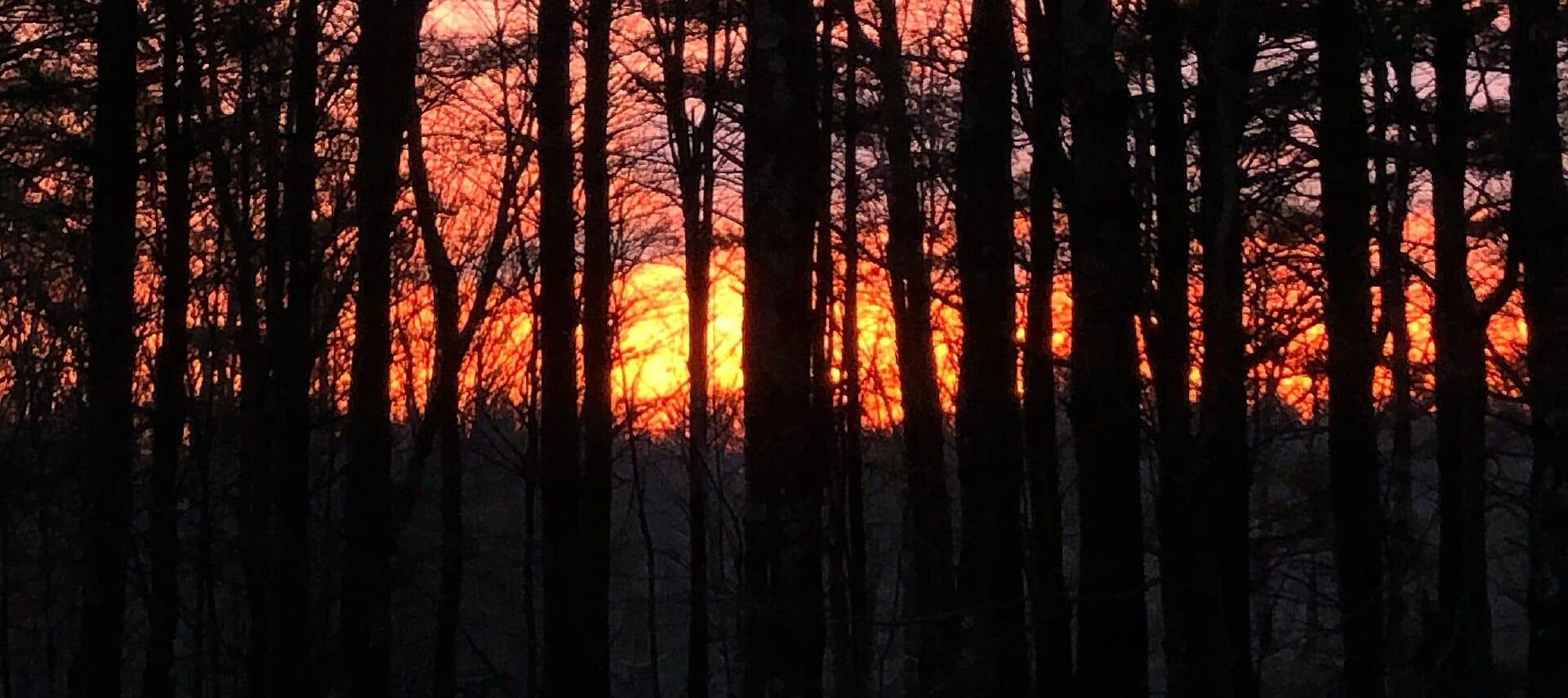 Bright yellow and orange sunrise seen through a thick forest of tall dark trees