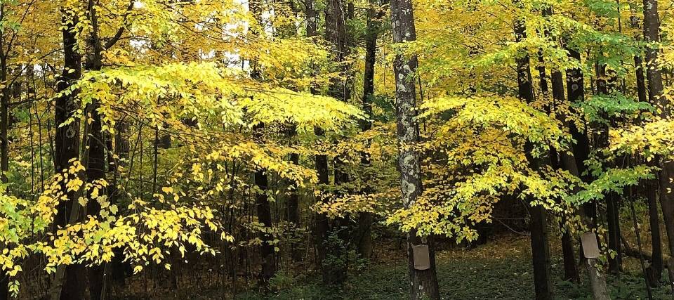 Dense wooded area with bright yellow and green fall foliage and square markers on some trees