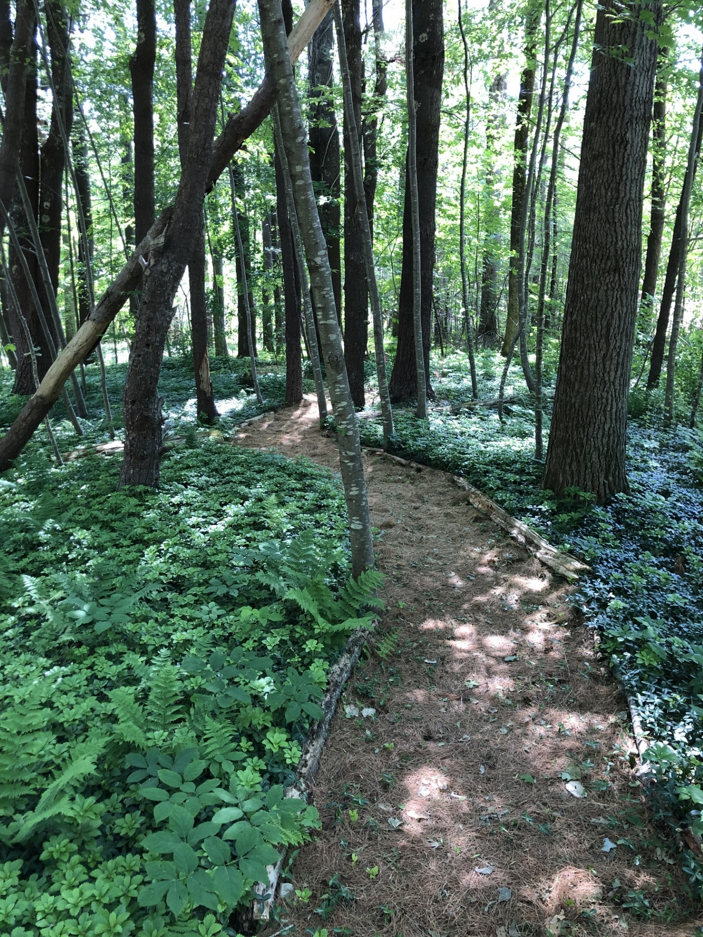 Enjoy the walking trail through the forest around the perimeter of the property.
